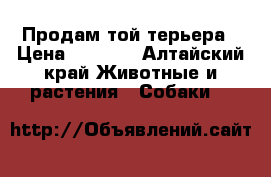 Продам той терьера › Цена ­ 1 500 - Алтайский край Животные и растения » Собаки   
